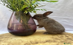 Mini Lop rabbits for sale: Gorgeous Pure Breed Mini Lop - Image 5