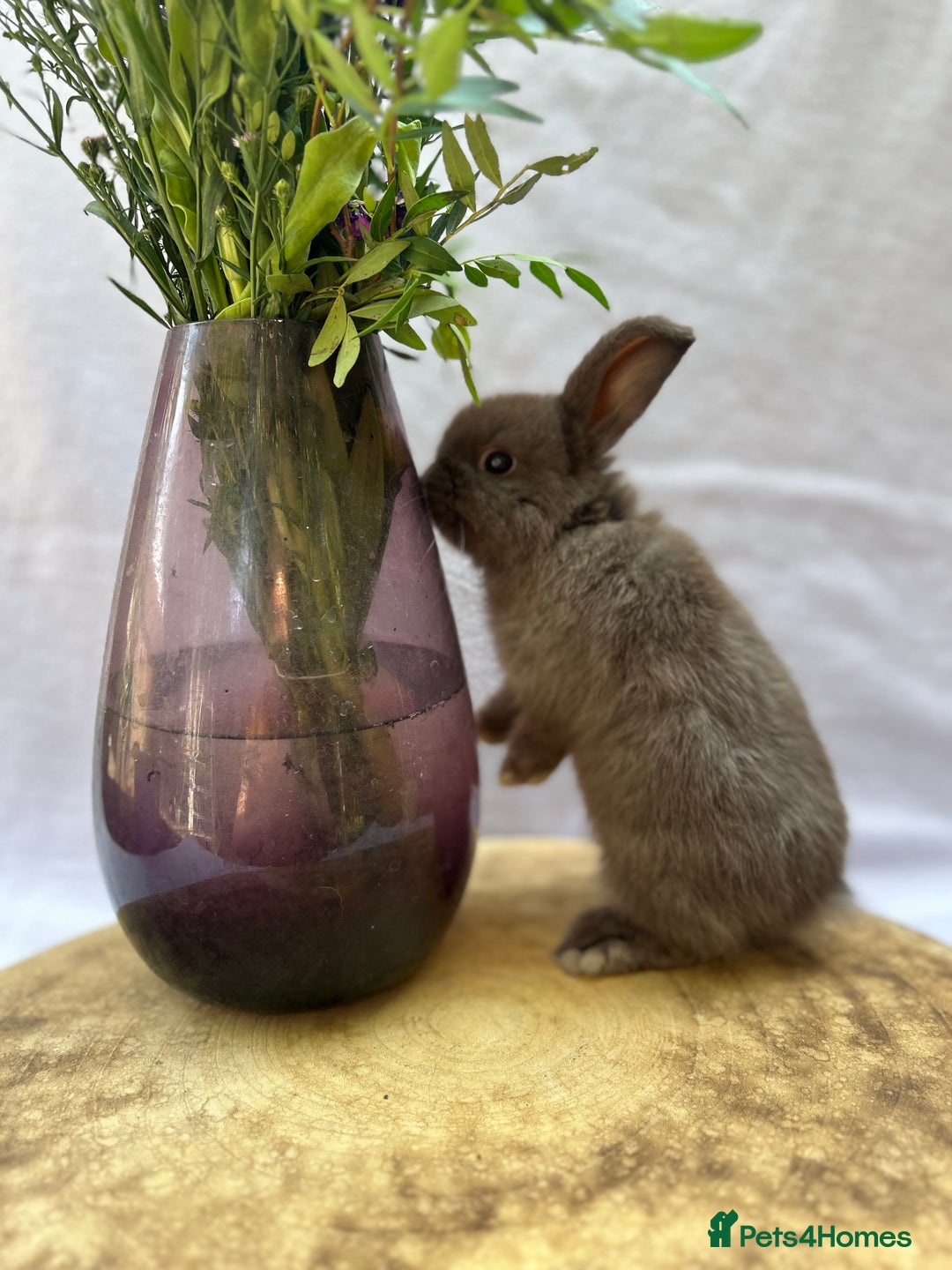 Mini Lop rabbits for sale: Gorgeous Pure Breed Mini Lop - Image 5