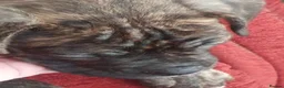 Mixed Breed dogs for sale: Oldtyme x French bulldogs - Advert 2