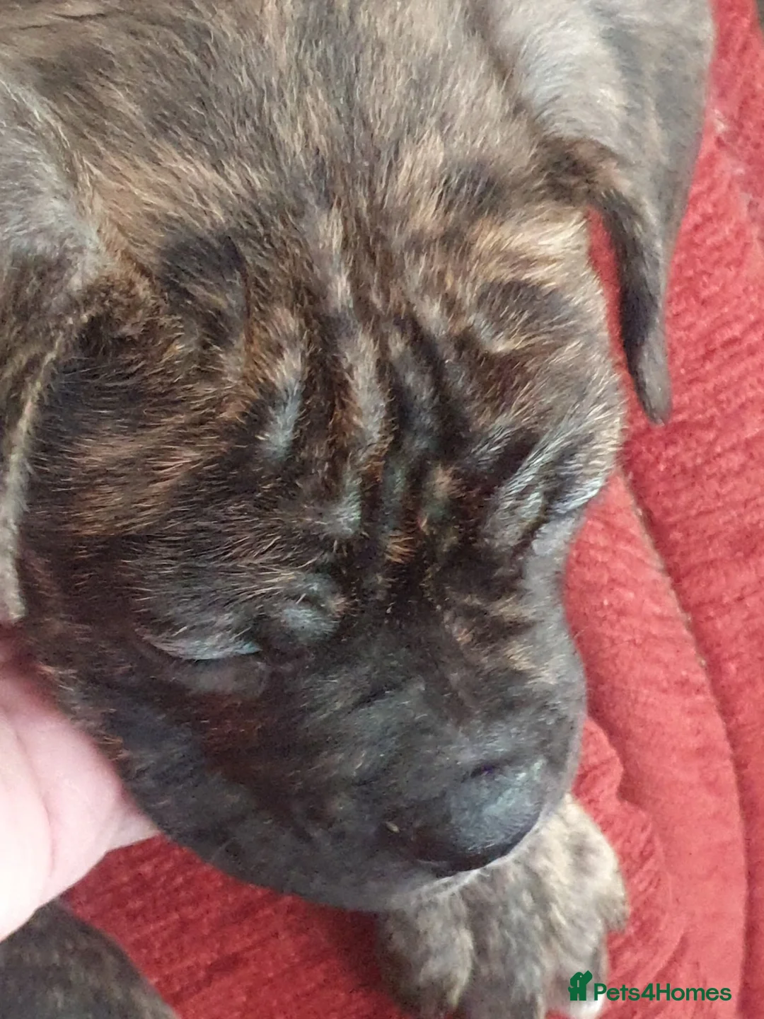 Mixed Breed dogs for sale: Oldtyme x French bulldogs - Advert 2