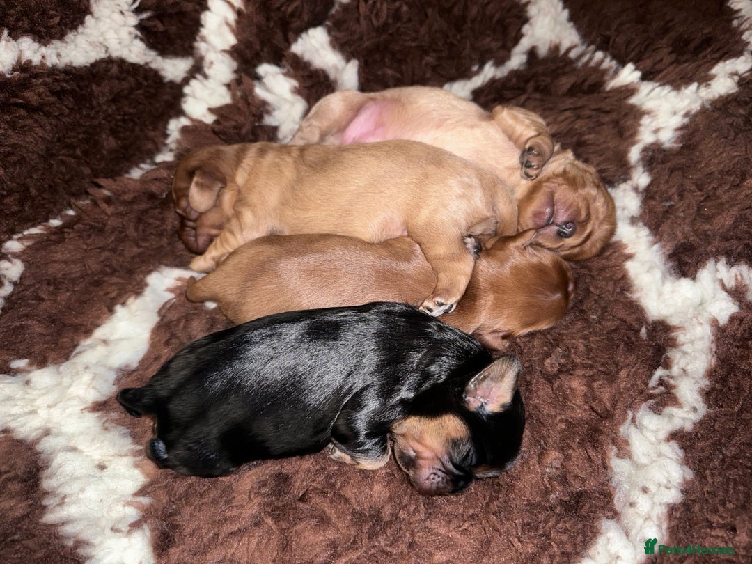 Cavalier King Charles Spaniel dogs for sale: ✨Cavalier King Charles Spaniel Puppies ✨ - Advert 5