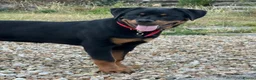 Rottweiler dogs for sale: Rottweiler puppies for show & breeding - Advert 12