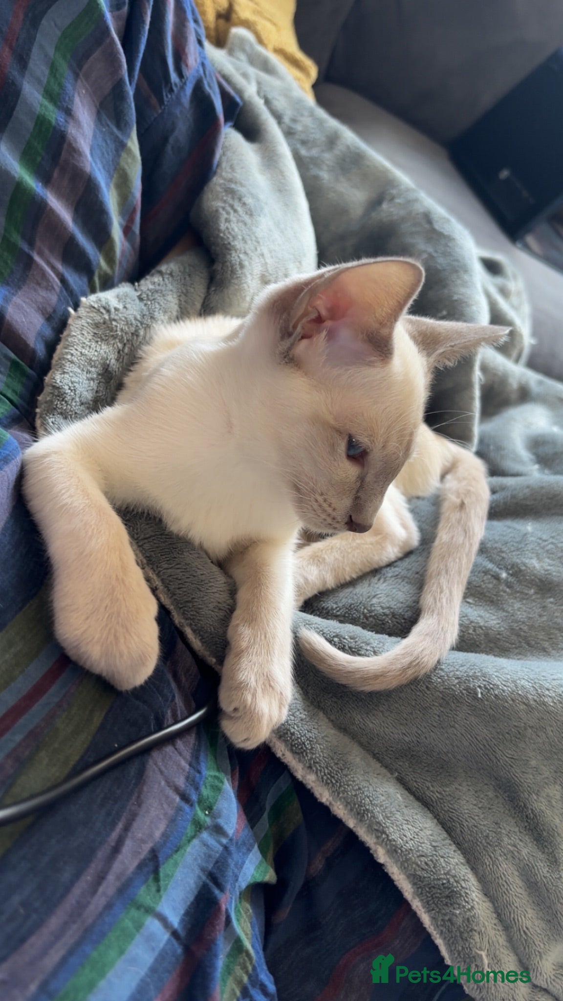 Siamese cats Two female Siamese kittens  - Advert 8
