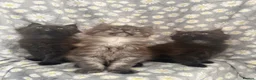 Maine Coon cats for sale: 🐾Tica registered Maine Coon Kittens Available 🐾 - Advert 7