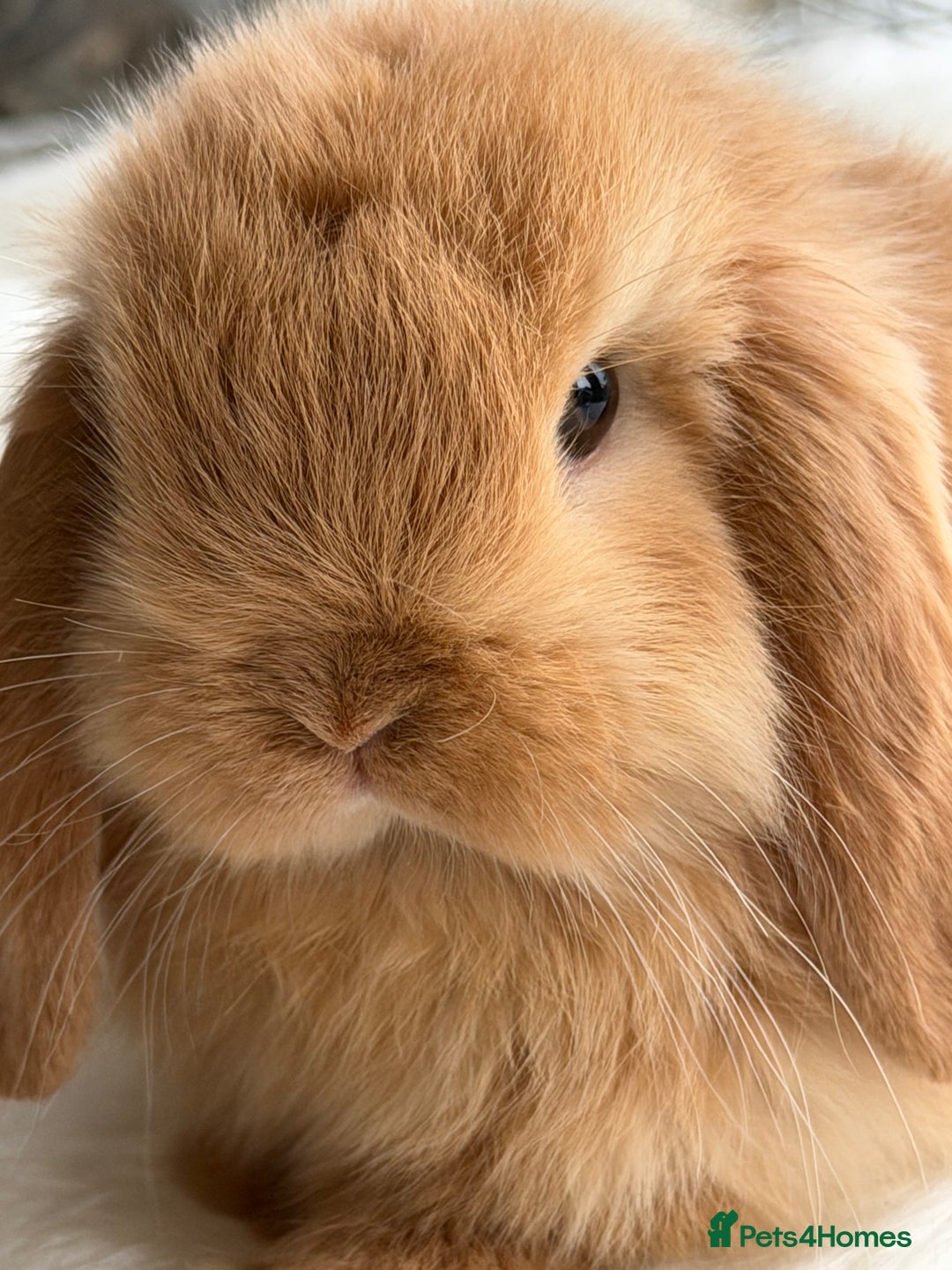 Mini Lop rabbits for sale: Mini lop - Advert 15