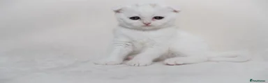 🤍 White Scottish Fold Girl – £650