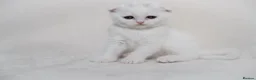 Scottish Fold cats for sale: Sottish Fold Beautiful kittens🐾 - £650 Each - Advert 4