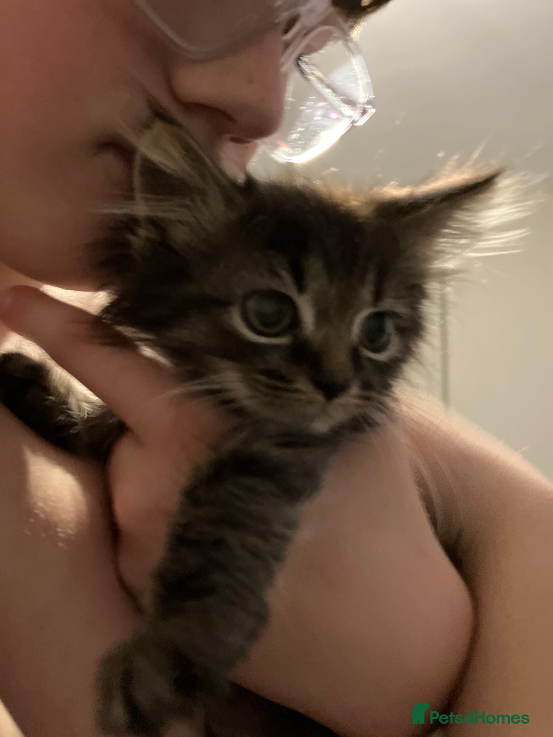 Mixed Breed cats for sale: Balls of fluff Ready for new home - Advert 2