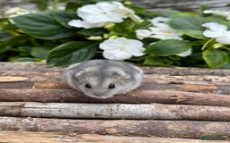 Hamster rodents for sale: Beautiful baby hamsters. Russian Dwarf and Syrian - Image 17