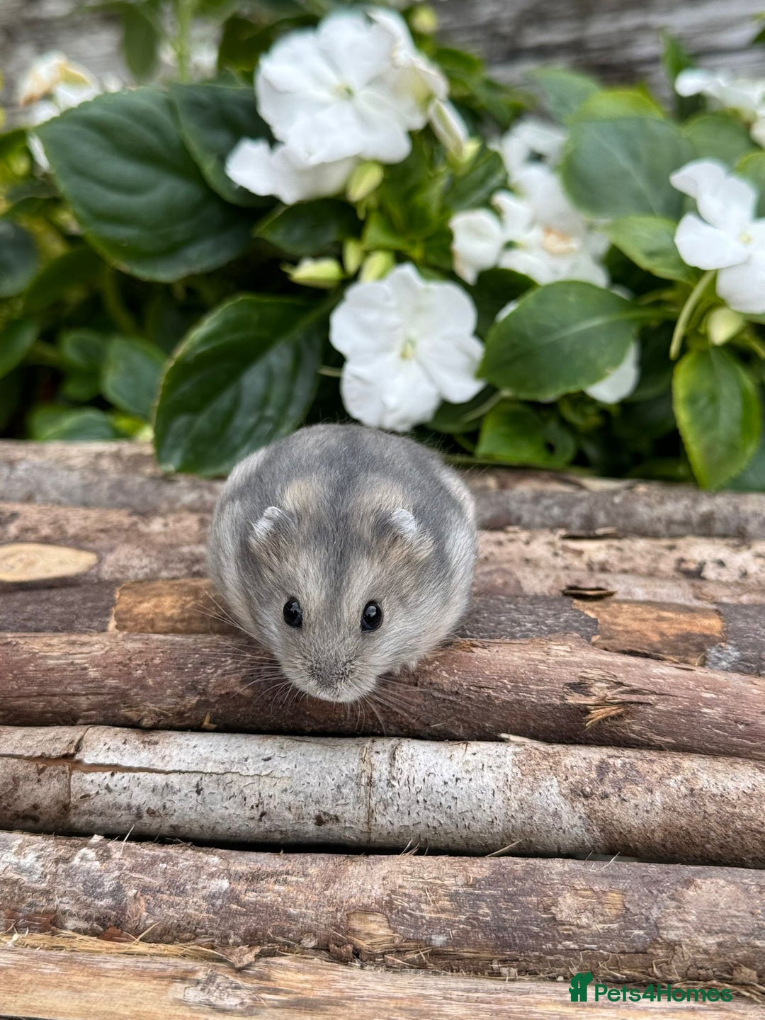 Hamster rodents for sale: Beautiful baby hamsters. Russian Dwarf and Syrian - Image 17