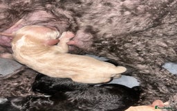 Cockapoo dogs for sale: Stunning Cockapoo Pupppies - Image 3