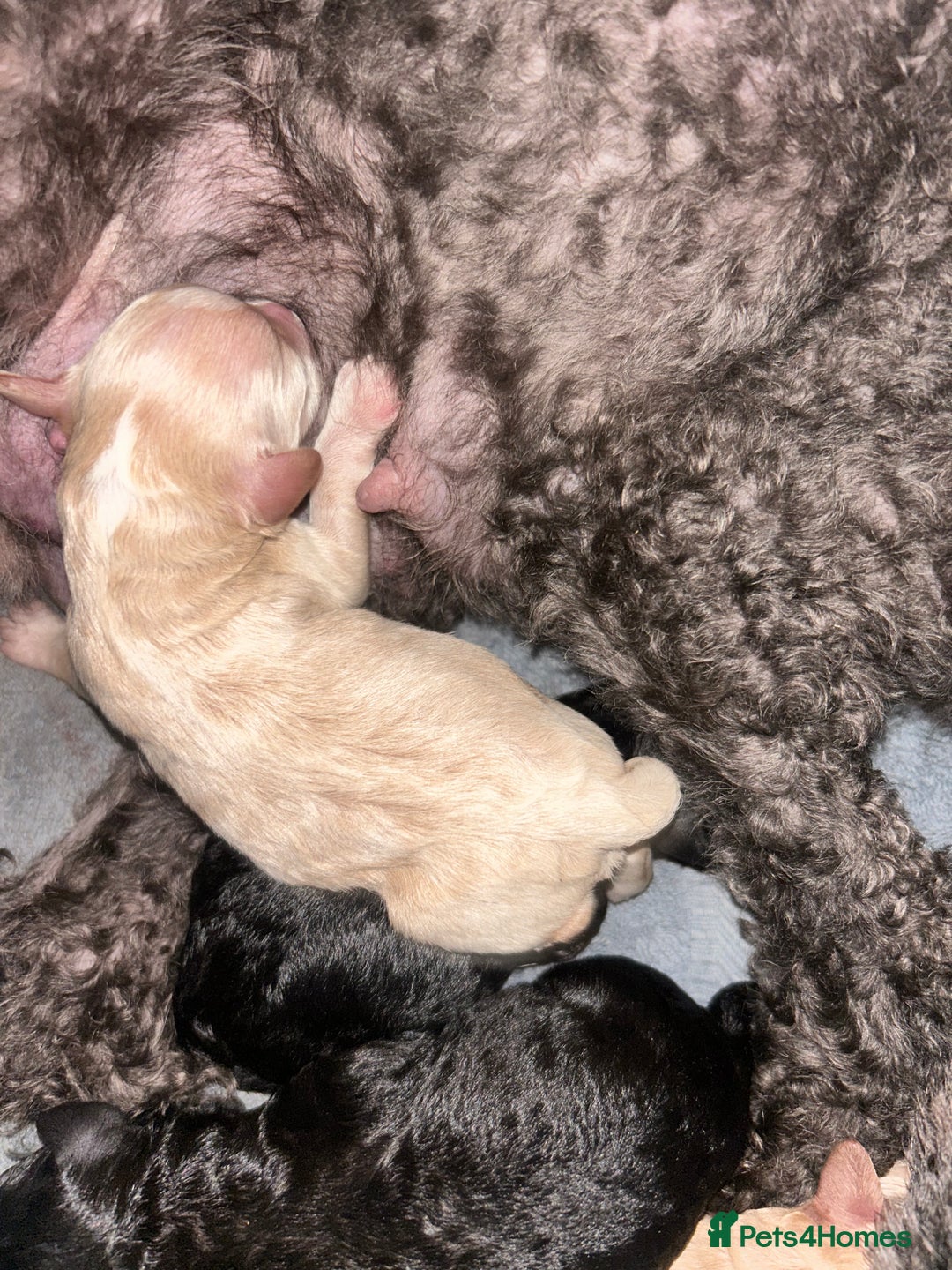 Cockapoo dogs for sale: Stunning Cockapoo Pupppies - Image 3