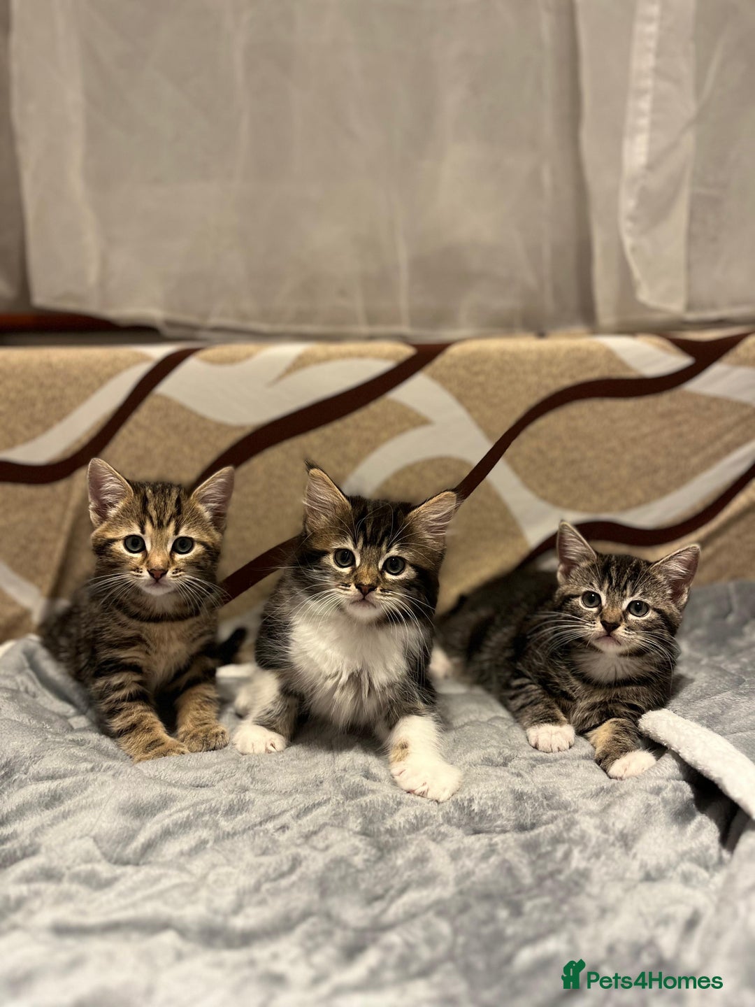American Shorthair cats for sale: Shorthair Kittens Ready for loving homes  - Advert 1