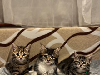 American Shorthair cats Shorthair Kittens Ready for loving homes - Advert 6