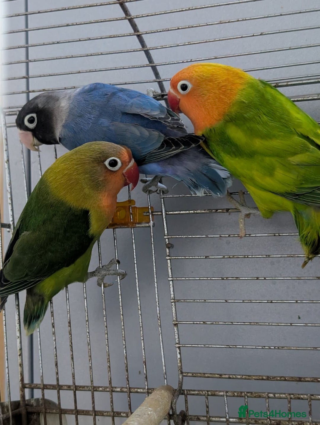 Lovebirds birds for sale: Hand Reared New Born Love Birds - Advert 14