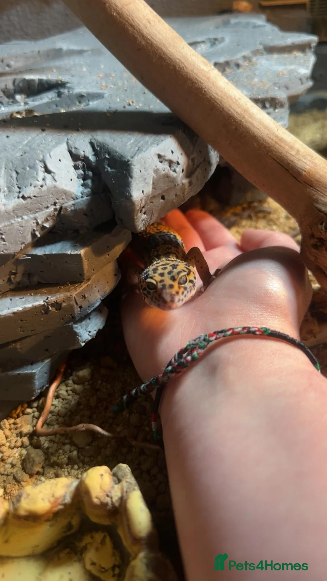 Leopard Gecko reptiles for sale: Leopard ghecko - Advert 7