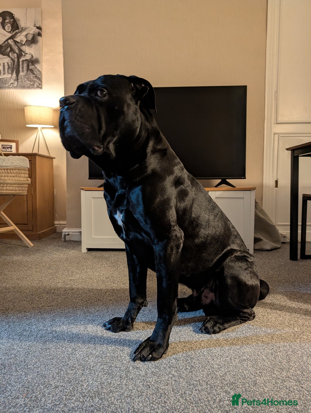 Cane Corso dogs for stud: Sully  - Advert 3