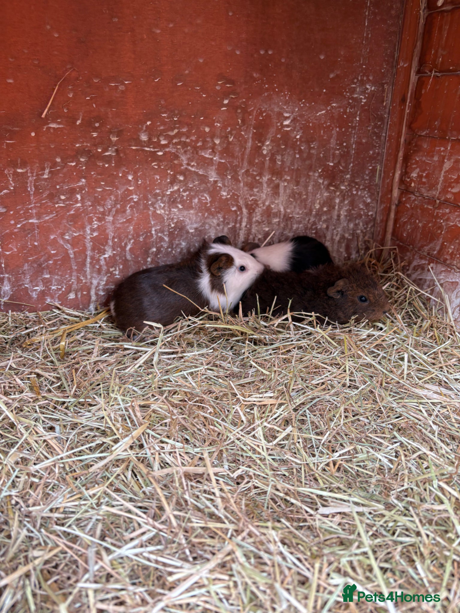 Guinea Pig rodents Male guinea pigs ready to leave soon  - Advert 1