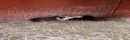 Guinea Pig rodents for sale: Male guinea pigs ready to leave soon  - Advert 1