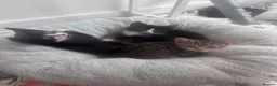 Mixed Breed cats for sale: Kittens  in Glasgow - Advert 3