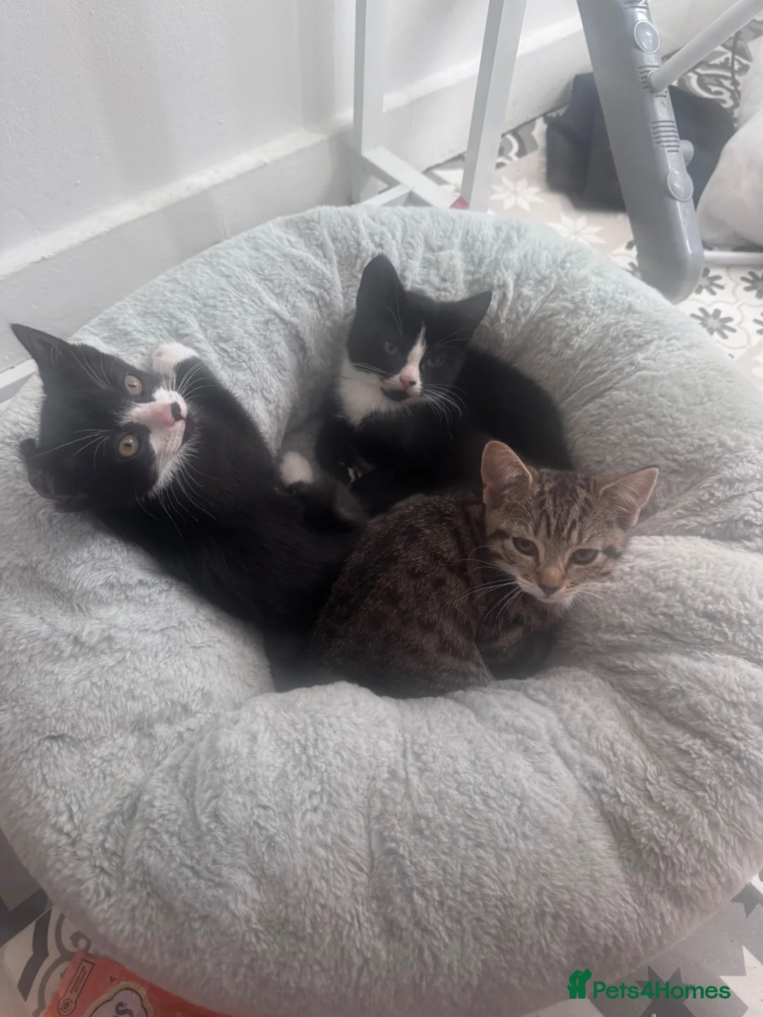 Mixed Breed cats for sale: Kittens  in Glasgow - Advert 3