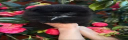 Pomeranian dogs for sale: Teddy bear Black Pomeranian girl - Advert 6