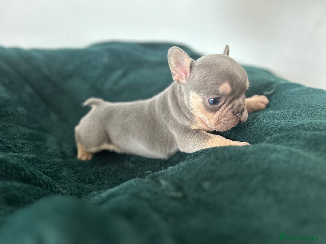 French Bulldog dogs for sale: KC REGISTERED FRENCH BULLDOG PUPPIES – BOYS 🐾 - Advert 9
