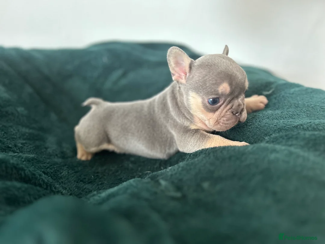 French Bulldog dogs for sale: KC REGISTERED FRENCH BULLDOG PUPPIES – BOYS 🐾 - Advert 9