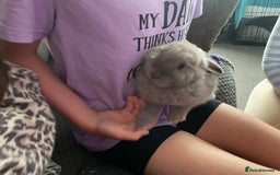 Mixed Breed rabbits for sale: Male mini lop x - Image 4