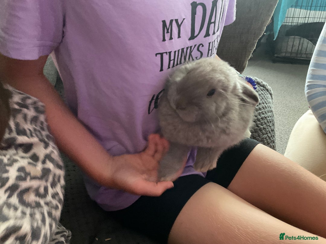 Mixed Breed rabbits for sale: Male mini lop x - Image 4
