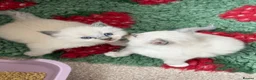 Ragdoll cats for sale: Blue point ragdolls ❤️ - Advert 8