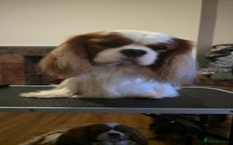 Cavalier King Charles Spaniel dogs for stud: Health Tested Stud Dog in Chesterfield - Image 3