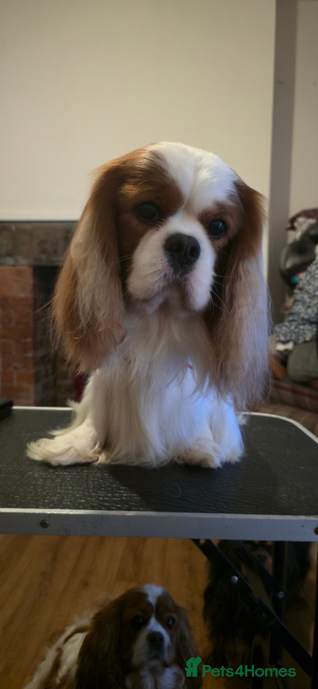 Cavalier King Charles Spaniel dogs for stud: Health Tested Stud Dog in Chesterfield - Image 3