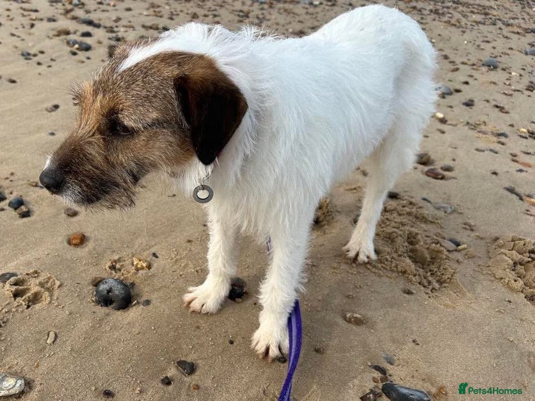 Mixed Breed dogs for adoption: Zori - Badersfield Norfolk  - Image 24