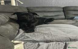 Cane Corso dogs for sale: 2yo cane corso  - Image 1