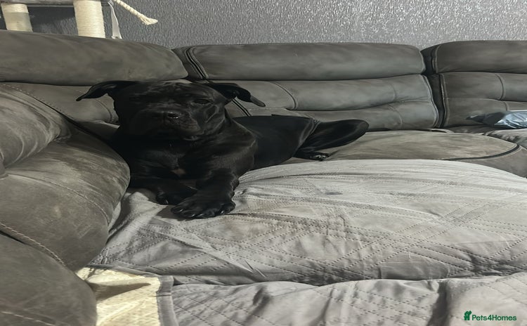 Cane Corso dogs - Advert 1