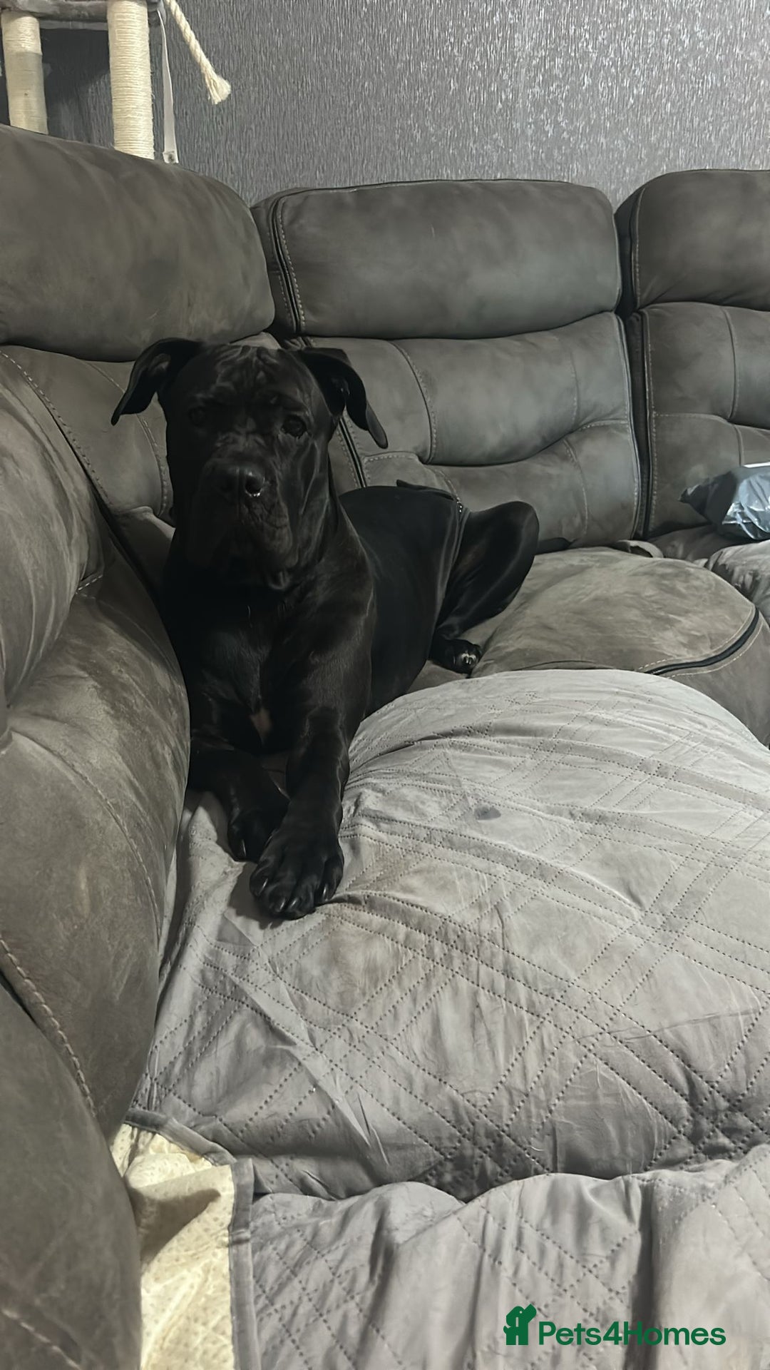 Cane Corso dogs for sale: 2yo cane corso  - Image 1