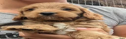 Cockapoo dogs for sale: Licensed breeder, health tested F1 cockapoo pups - Advert 27