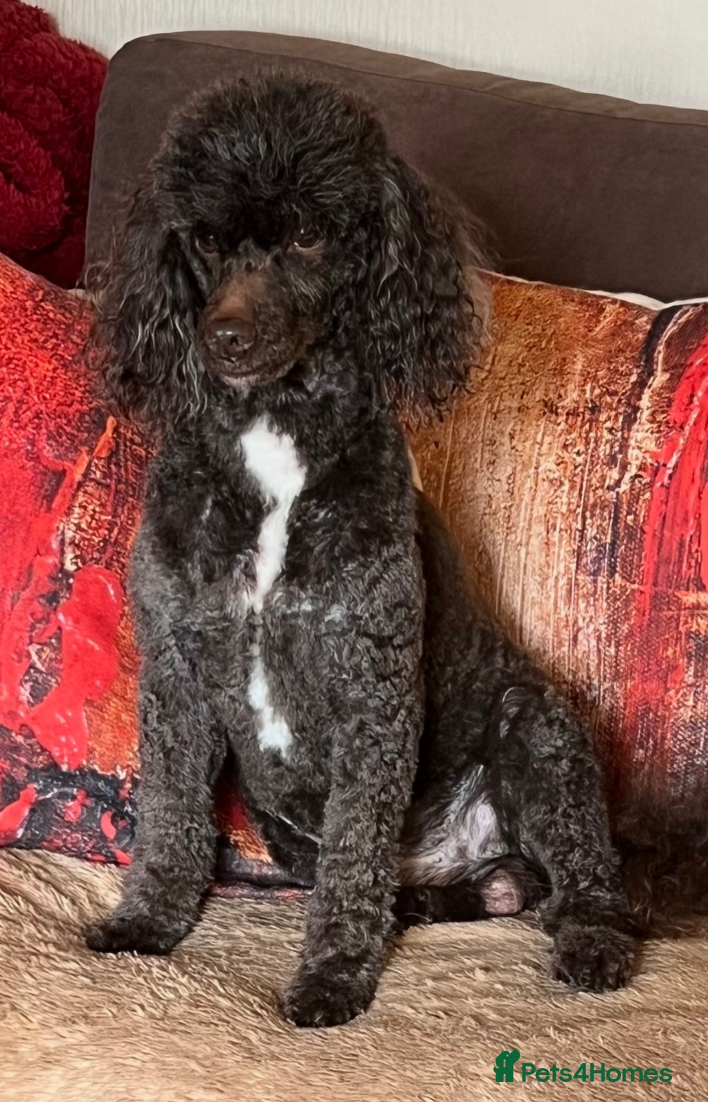 Miniature Poodle dogs Miniture Poodle for stud - SHORT NOTICE AVAILABLE - Advert 9