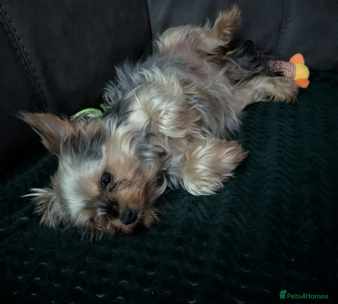Yorkshire Terrier dogs for sale: Cute yorkies for sale - Advert 14