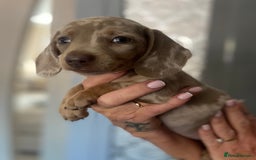 Miniature Dachshund dogs for sale: Beautiful mini dashys 💜 - Image 14