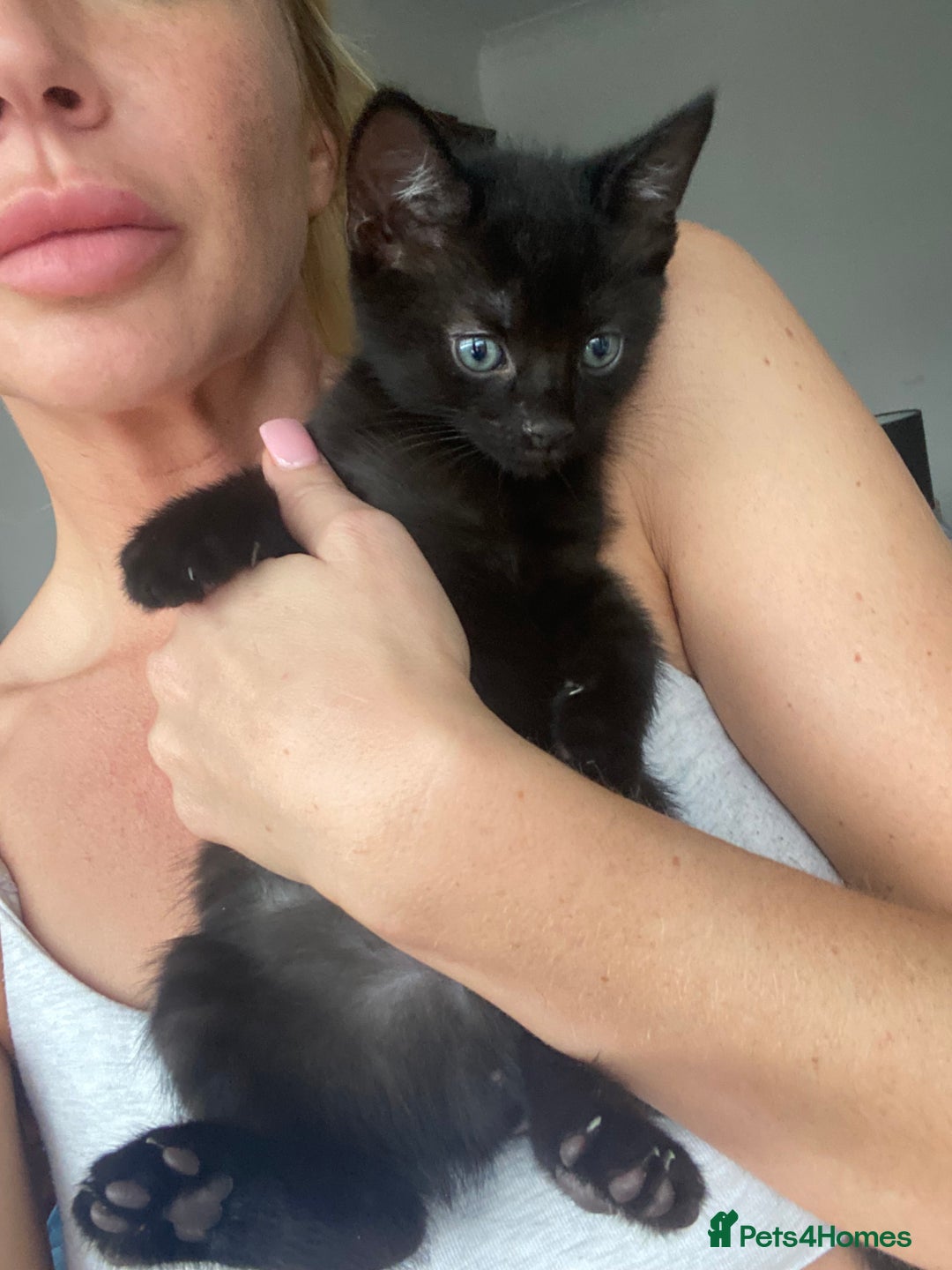 Mixed Breed cats for sale: 3 beautiful kittens for sale ready Friday 24/10 - Image 5
