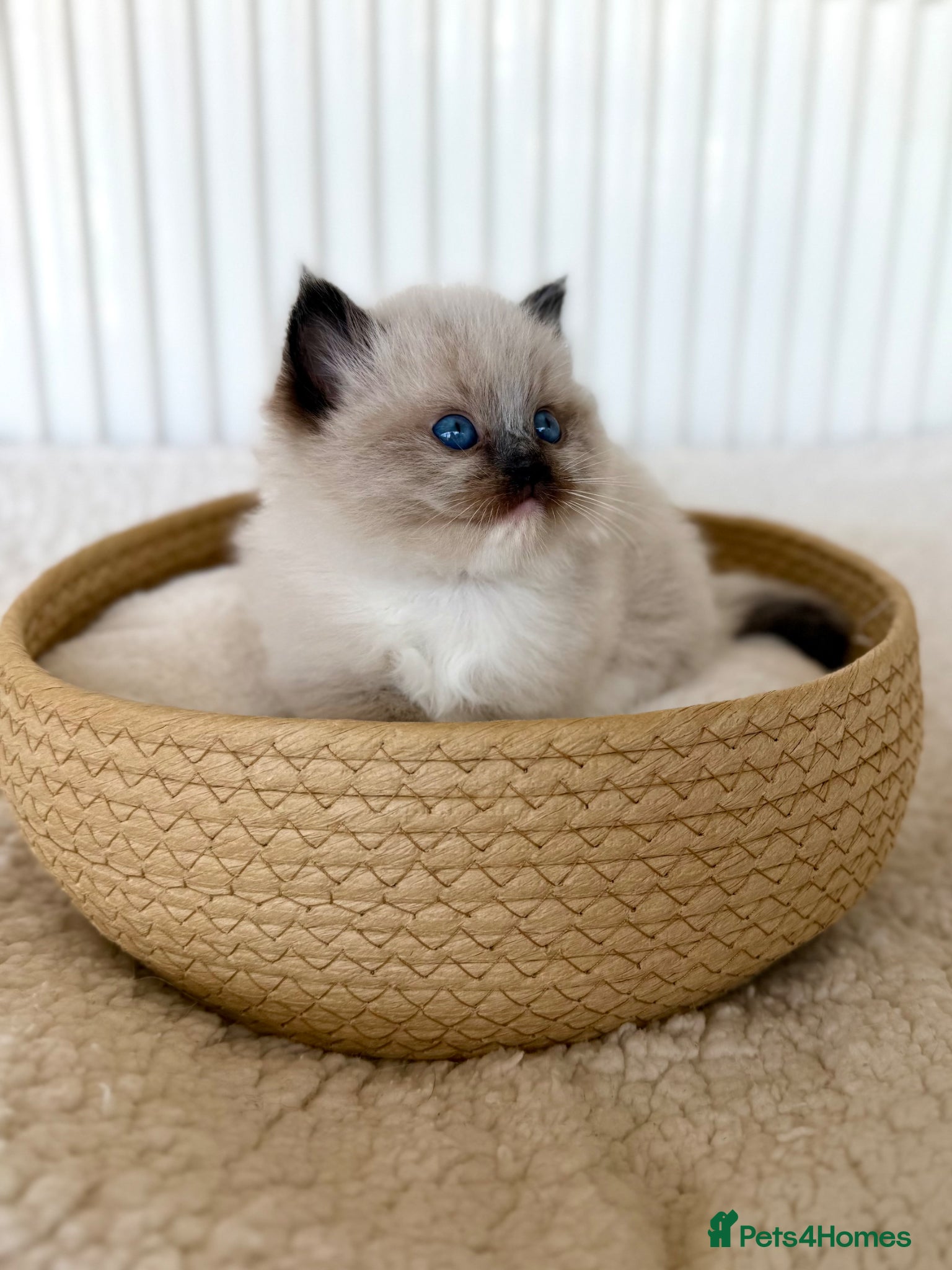 Ragdoll cats TICA registered ragdoll kittens - Advert 11