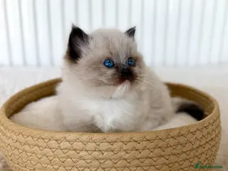 Ragdoll cats TICA registered ragdoll kittens - Advert 13