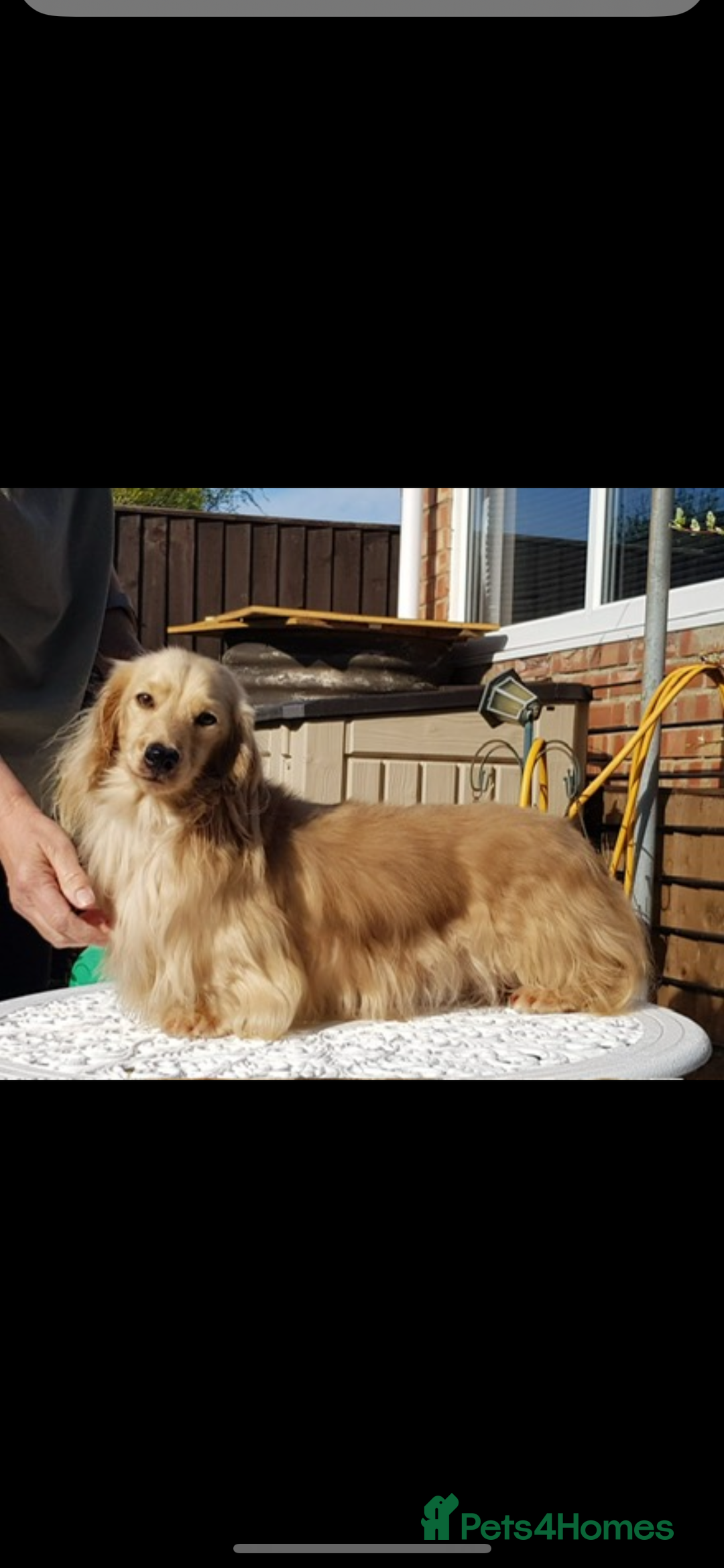 Miniature Dachshund dogs for sale: Highest quality champion line cream long haired  - Image 6