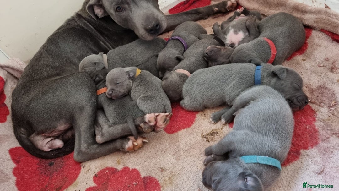 Staffordshire Bull Terrier dogs for stud: Stud for breeding in Ilkeston - Advert 17