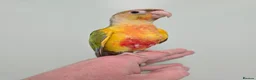 Conures birds for sale: Stunningly Gorgeous Handreared Conures!!! - Advert 13