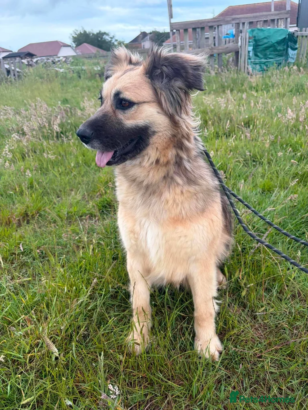 Mixed Breed dogs for adoption: Meet Honey, currently residing in Essex  in Frinton-on-Sea - Advert 4