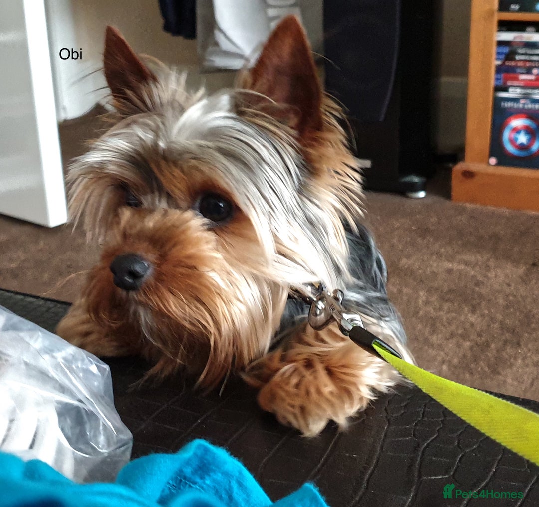 Yorkshire Terrier dogs for sale: KC registered Yorkshire Terrier puppy in Worthing - Image 8