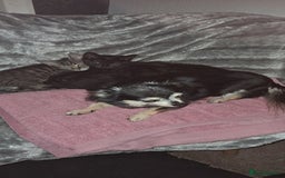 Domestic Shorthair cats for sale: 3 female kittens  - Image 15